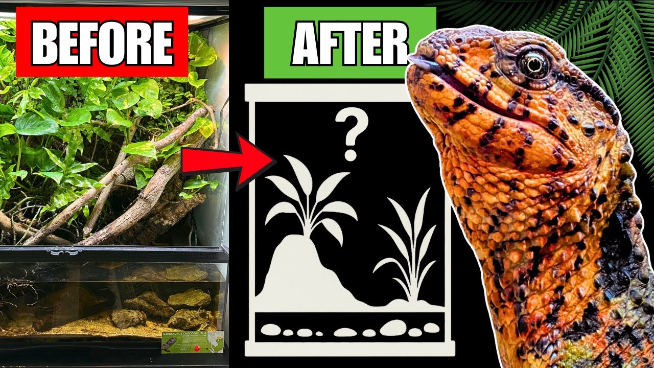 Transforming my Pet Dinosaur home into a Planted Paludarium Paradise!