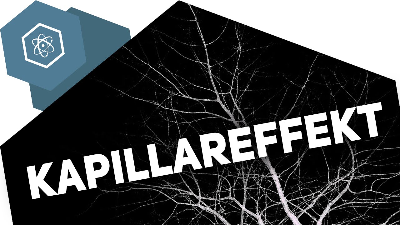 Kapillareffekt &ndash; Wie trinken Pflanzen?