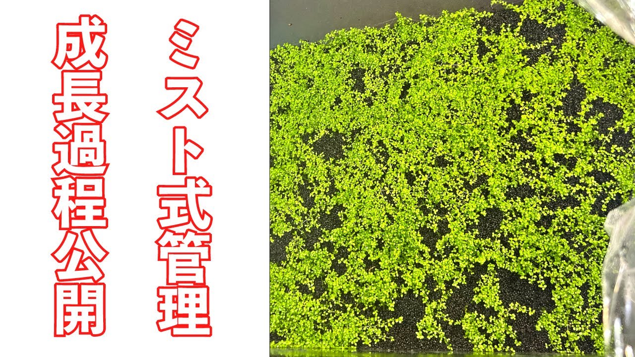 キューバパールグラス-ミスト式管理2ヶ月間の記録