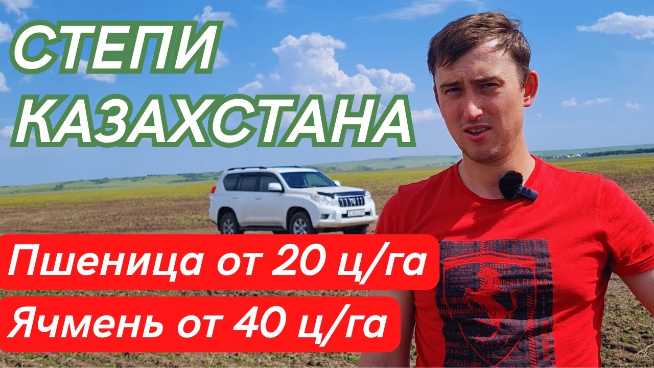 СТЕПЬ. КАЗАХСТАН. Высокие УРОЖАИ. Объезд полей. Яровая Пшеница, ячмень и чечевица.