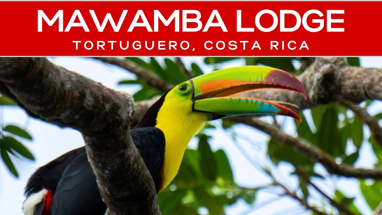 Обзор Mawamba Lodge в Тортугеро, Коста-Рика