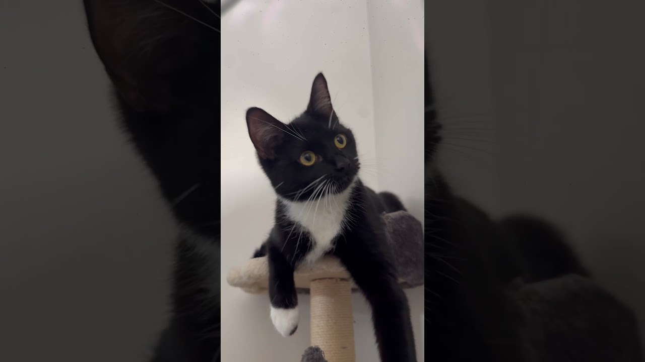 #cay #cats #catshorts #catvideos #cutecat #foryou #fypシ #fypviralシviral #kitten #pets #petlover