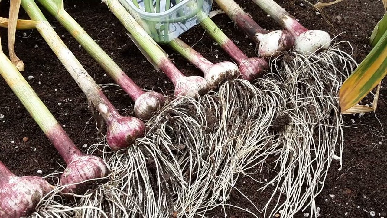 Red Russian Garlic Reveal Before They Rot Off In This June's Wet Weather 🌻 Beet Leaf Miner