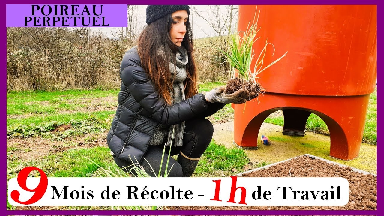[Potager] Poireau Perpétuel : Culture et Division!