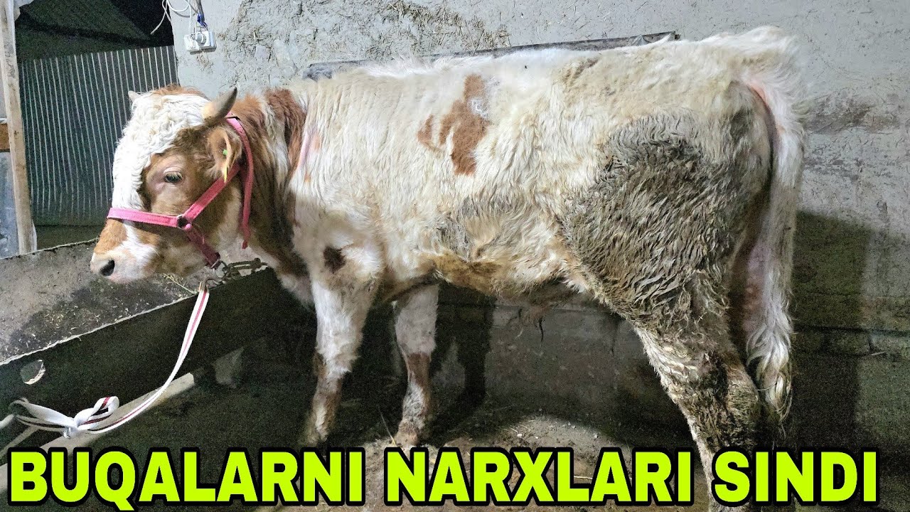 Ulug'bek akadan yangi partiya yemga tayyor buqalar aksiya narxlarda 25 февраля 2026 г.