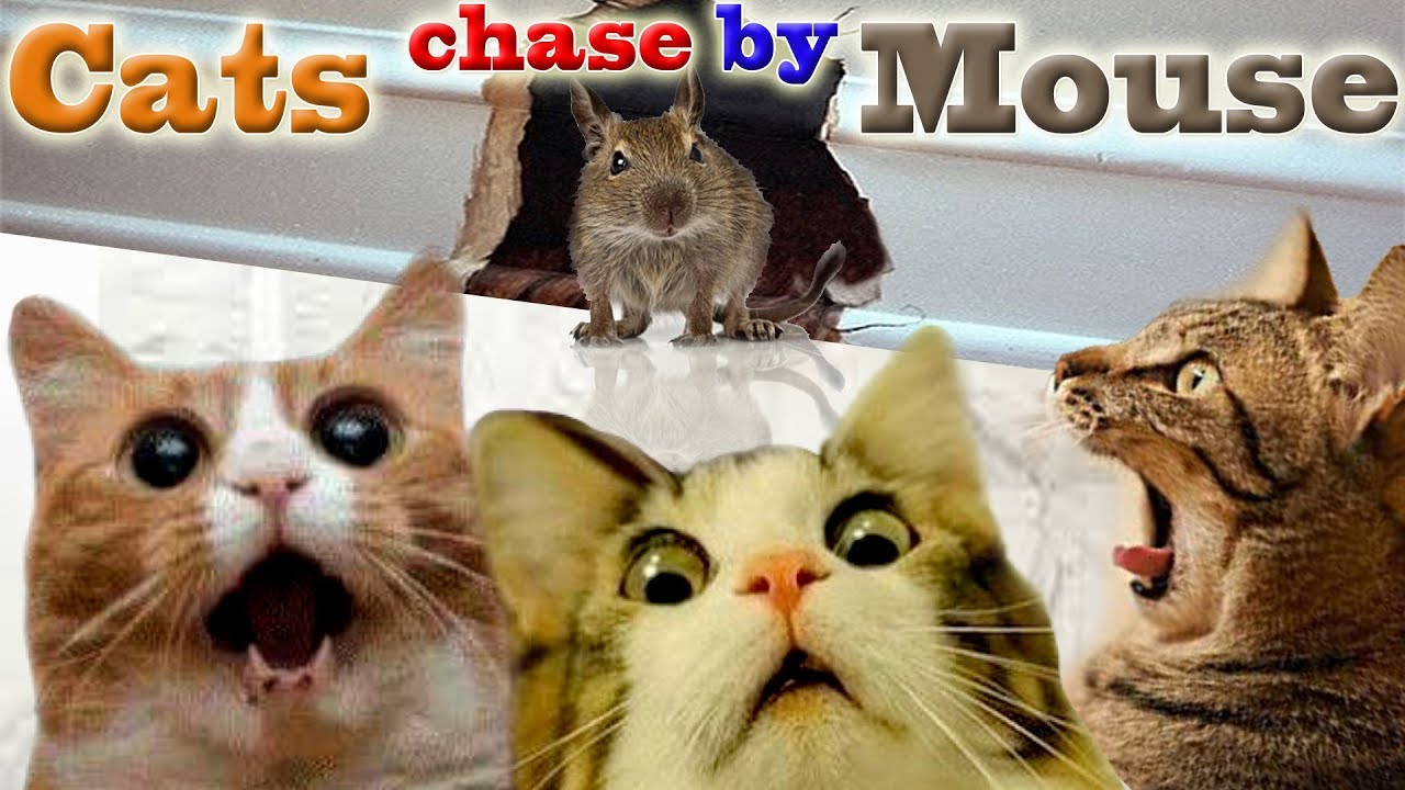 Cats chase by Mouse | Funny compilation