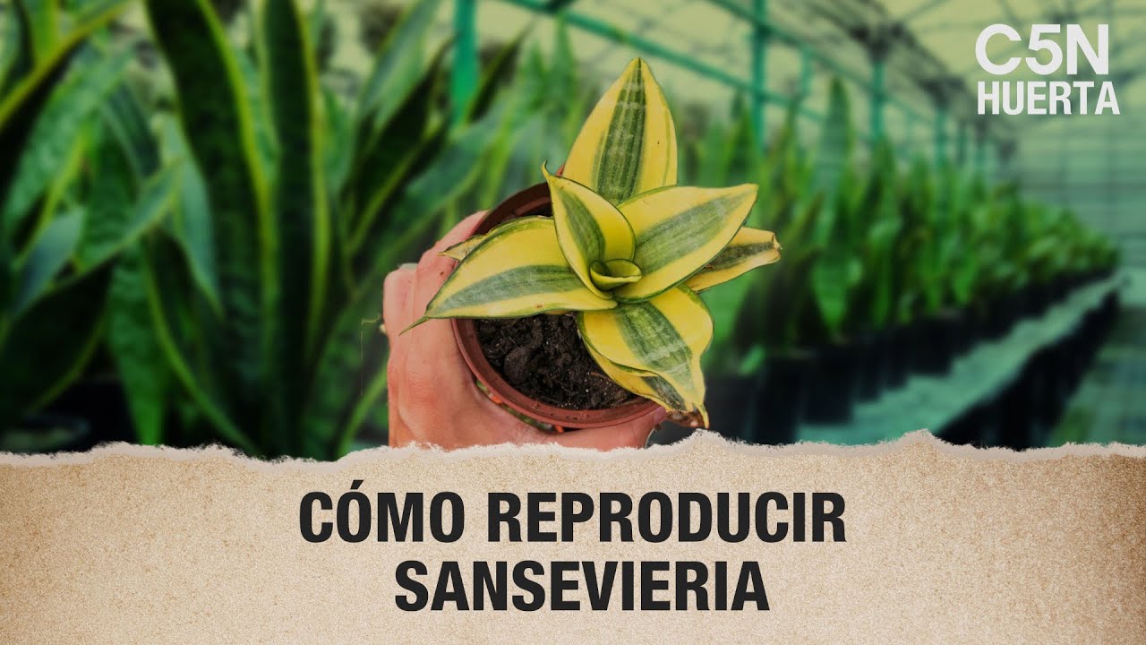 CÓMO REPRODUCIR la SANSEVIERIA