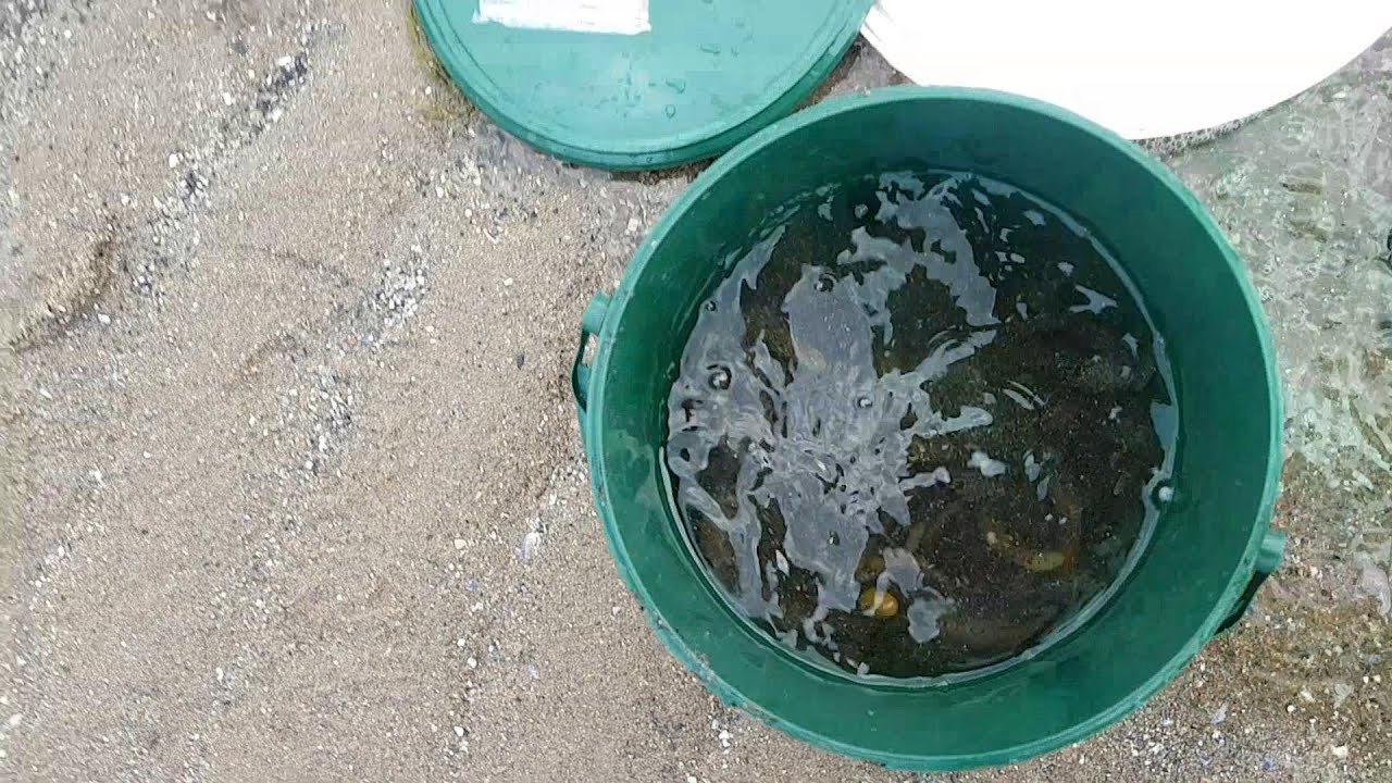 Bait digging for Lug, Rag, clams