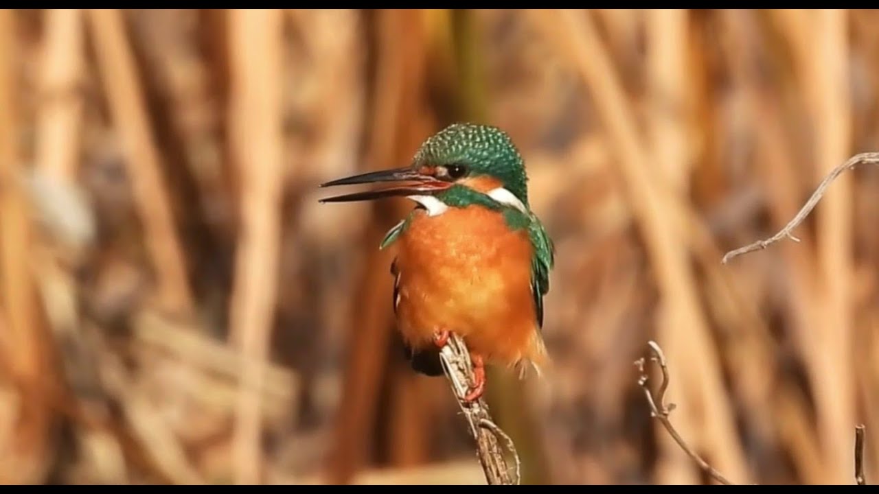 Wind, a Pellet, and Countless Takeoffs : A Kingfisher Busy Moment