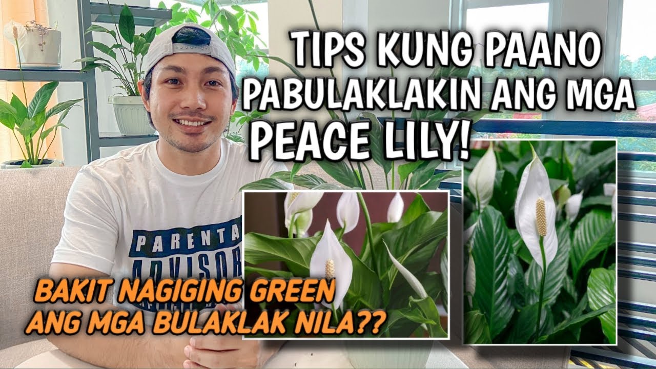 EVERYTHING YOU NEED TO KNOW ABOUT PEACE LILY