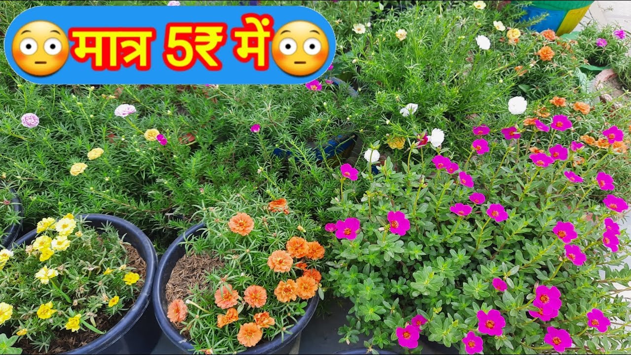 💐how to grow portulaca💐grow & care moss rose flower💐