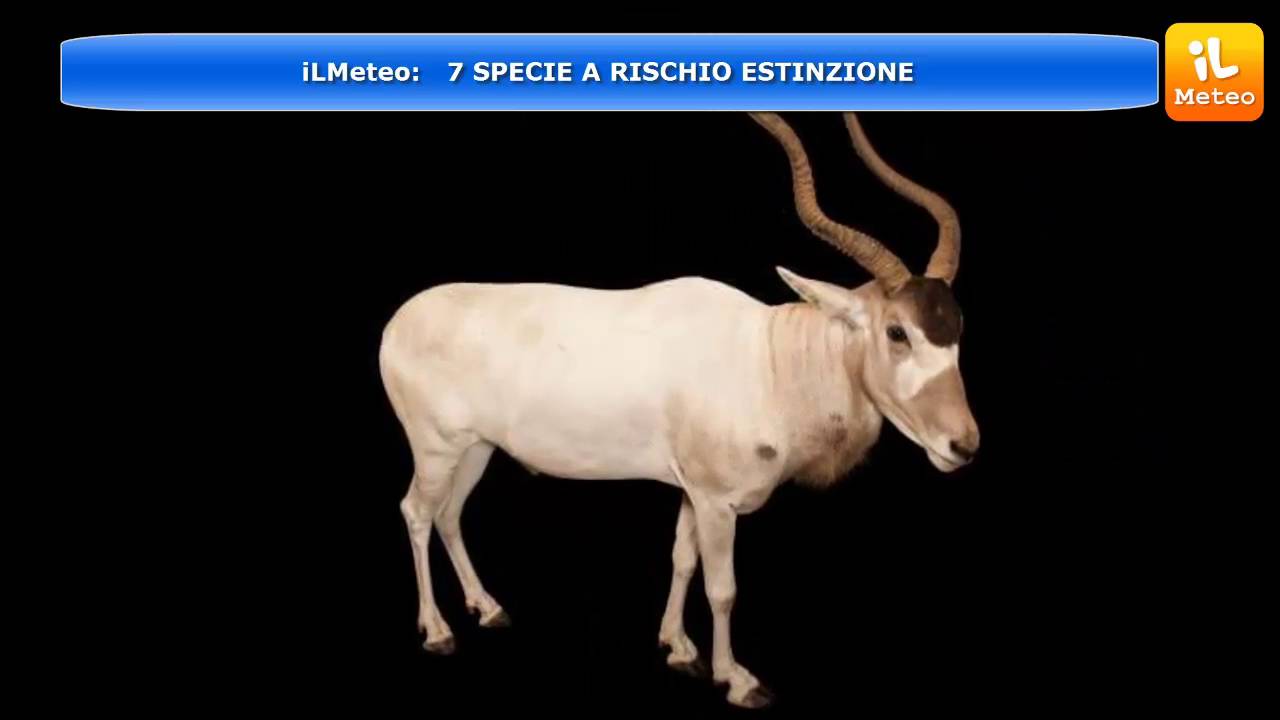 7 SPECIE A RISCHIO ESTINZIONE