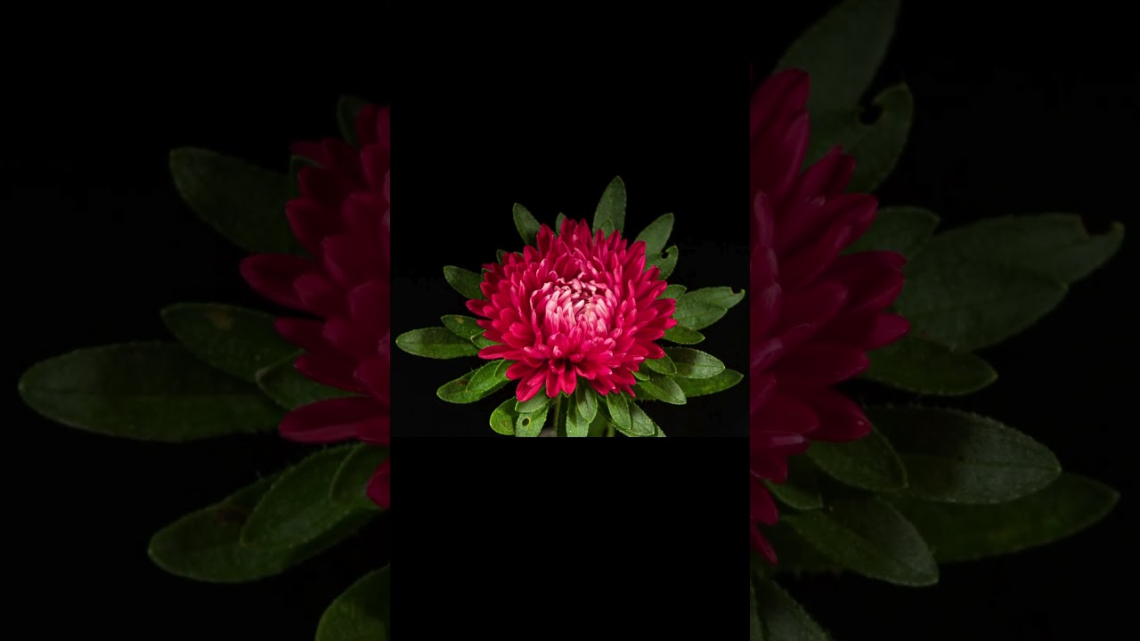 Red Aster Flower Blooming - Marvel at the Beauty: Time-Lapse