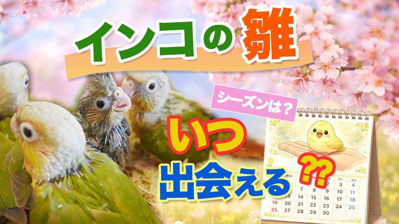 インコを雛から迎えたい人向け｜雛が出回る季節の目安