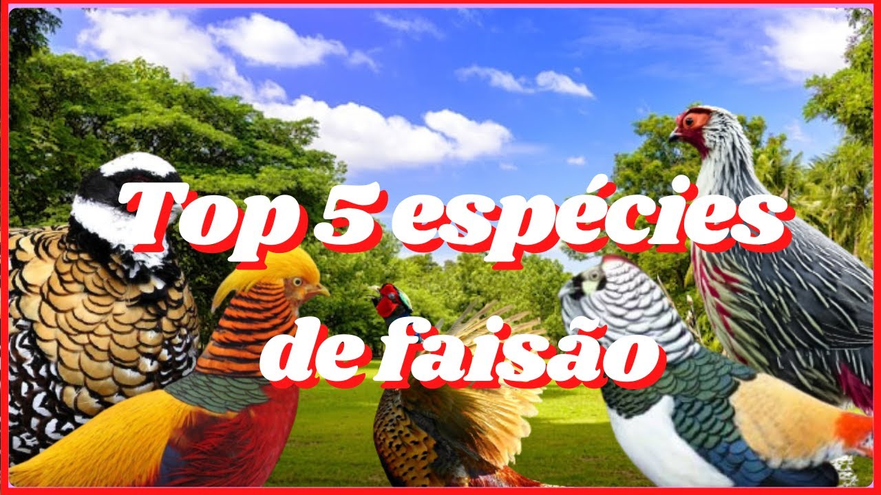 Top 5 esp&eacute;cies de fais&atilde;o