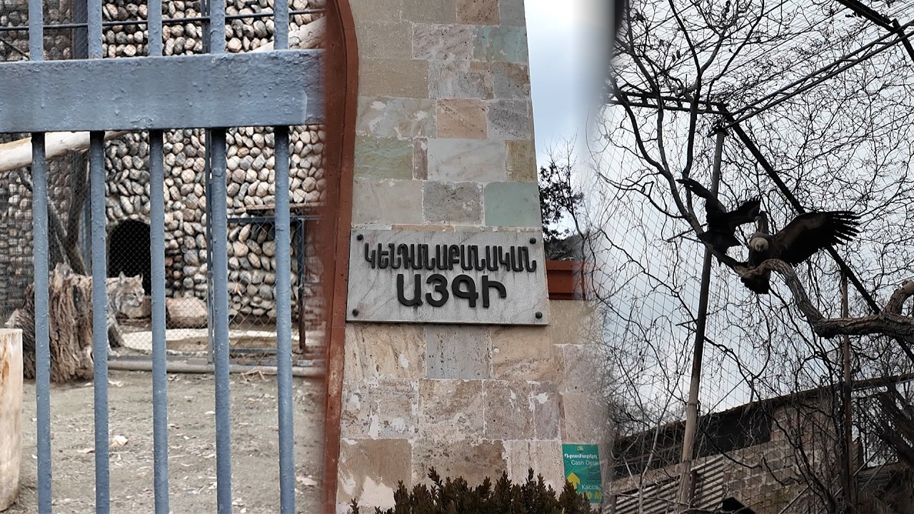 Լուսան, անգղեր, կռունկներ․ ի՞նչ վիճակում են «Հրաշք այգու» կենդանիները տեղափոխվել Կենդանաբանական այգի