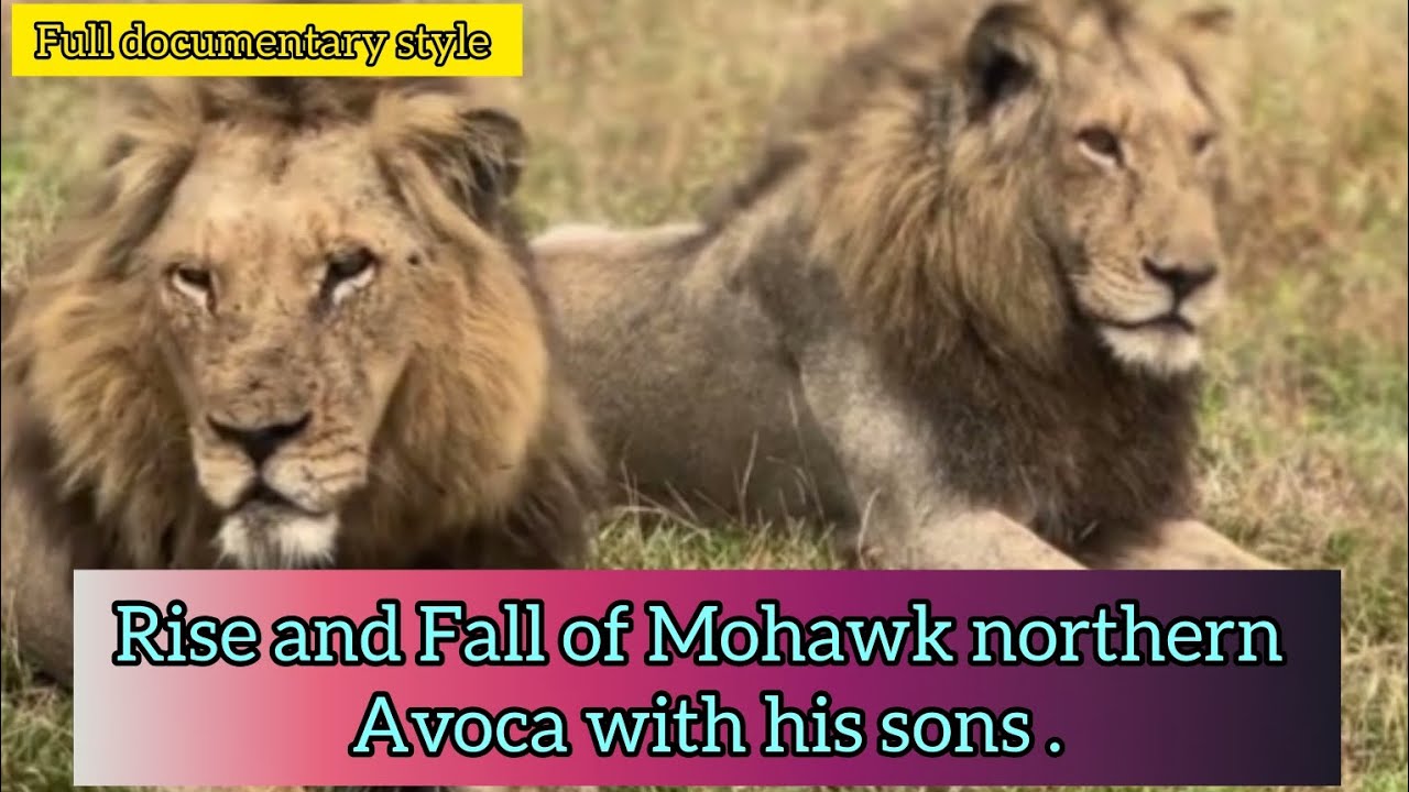 Rise and Fall of Mohawk northern Avoca male with his sons in Kruger national park .