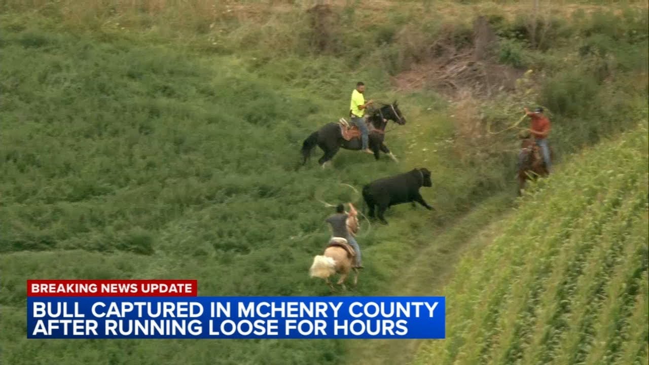 Bull on loose in Marengo captured by half a dozen ranchers