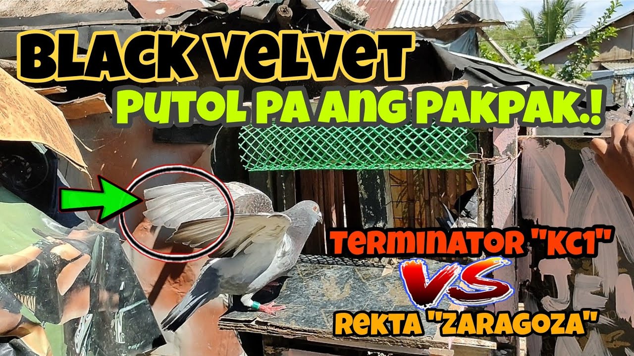 TERMINATOR VS ZARAGOZA | PUTOL PA ANG PAKPAK,LUFETT!! | KARERA NG KALAPATI