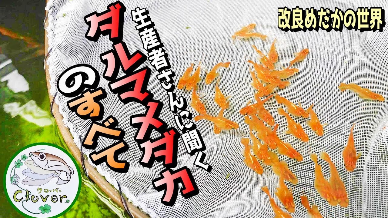 【めだか】ダルマメダカのすべてをメダカの生産者さんからとことん教えてもらおう（改良めだかの世界を知ろう）