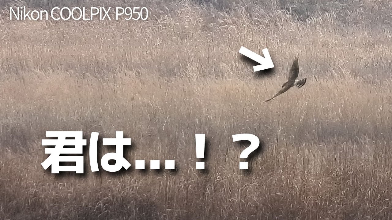 冬の高原で野鳥観察！貴重な猛禽が狩りを披露...？《COOLPIX P950》
