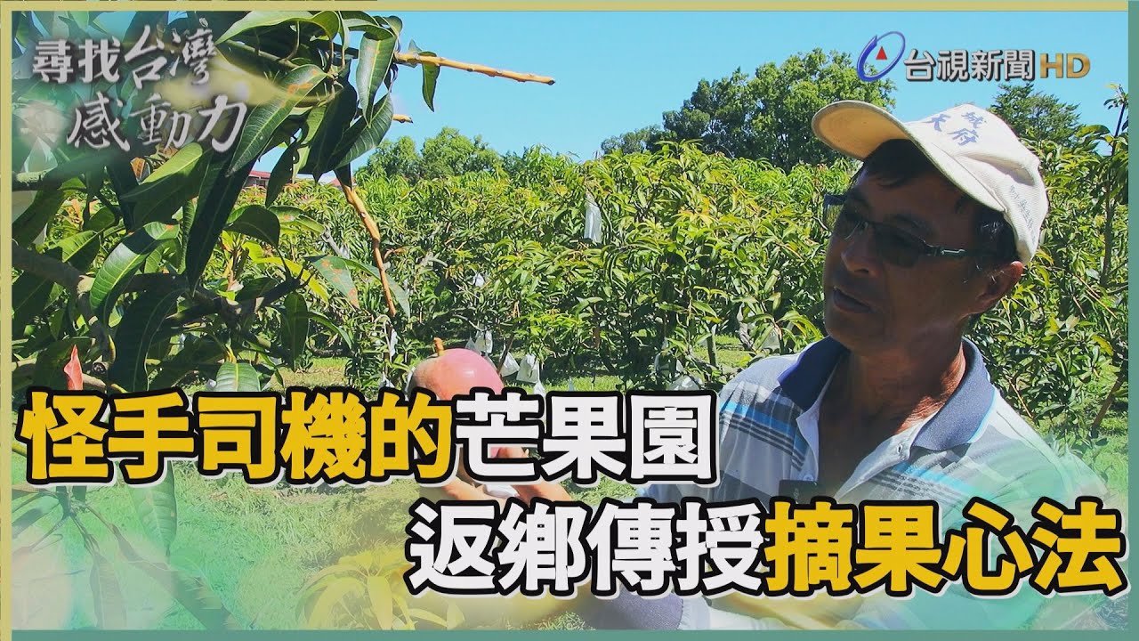 尋找台灣感動力-怪手司機芒果園 摘果心法香甜一夏