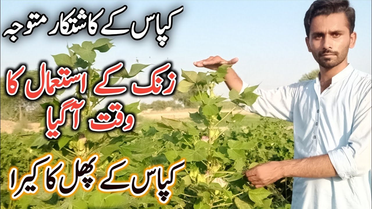 Kapas Mn Zinc Ka Faida| Kapas k Phal Ka Kaira Roken | کپاس کیلئے زنک کیوں ضروری ہے| کپاس کی بڑھوتری