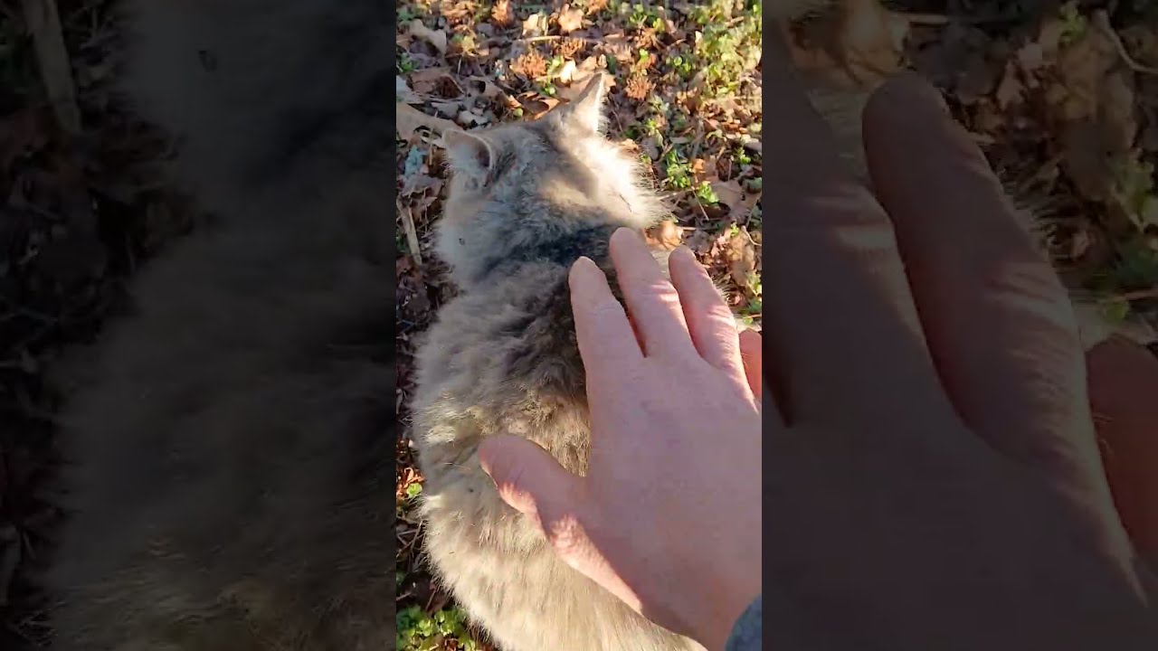 Searching For The Elusive American Kitty Cat