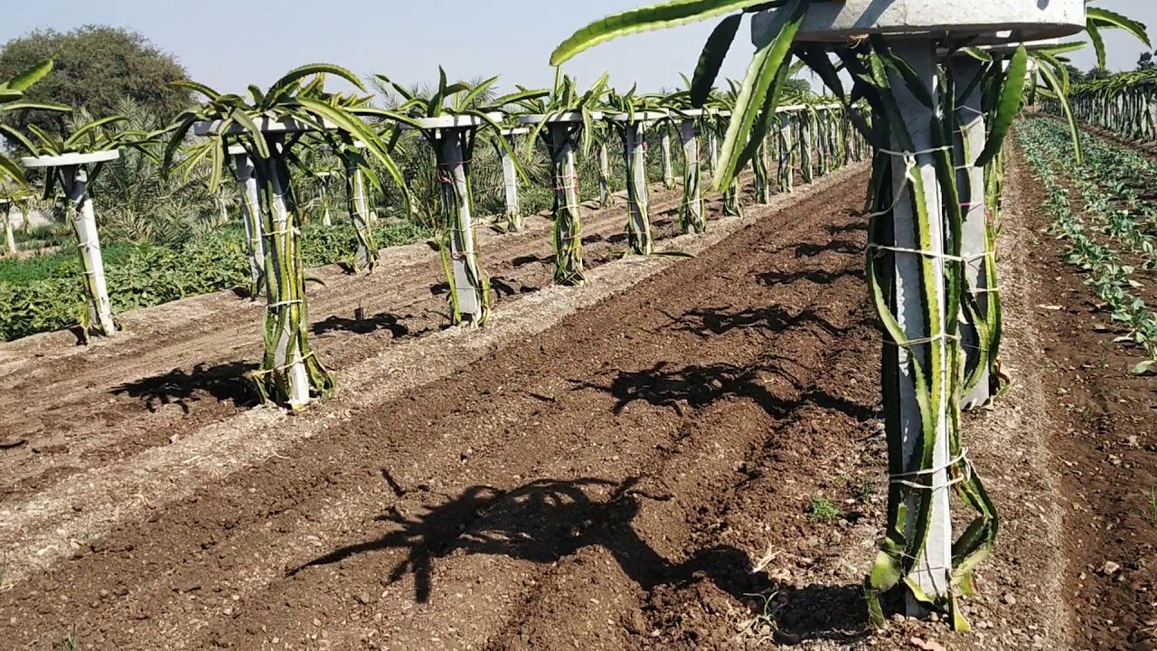 Happy customer of GDF in Hindi | Happy farmer who cultivate Dragon fruit | Gujarat Dragon Fruit Farm