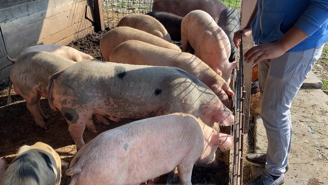 Așa se hrănesc cei mai sănătoși porci !! ¡Así es como alimentamos a los cerdos más sanos de Rumanía!