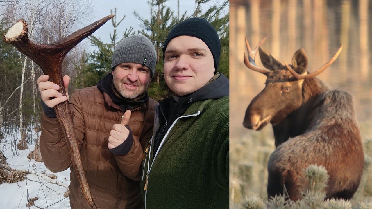 Znaleźliśmy pierwszą rosochę od znajomego byka❗😀❗- Zrzuty 2026
