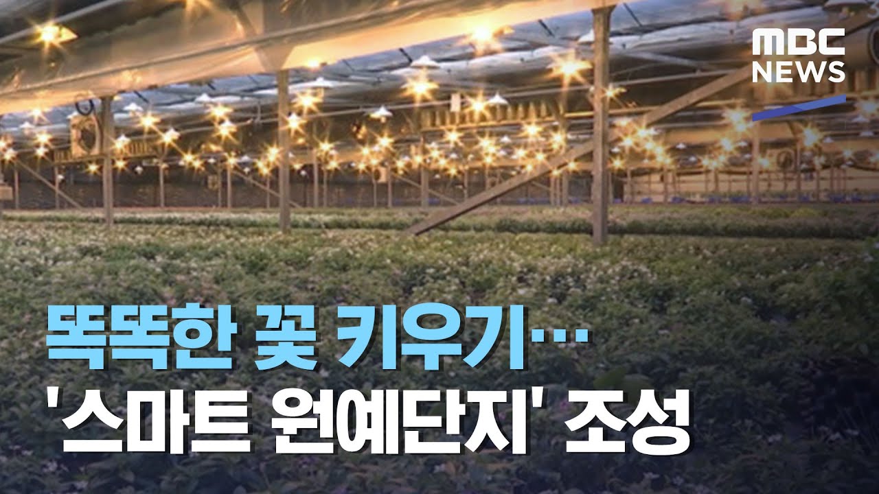 똑똑한 꽃 키우기…'스마트 원예단지' 조성 (2020.11.30/뉴스투데이/MBC)