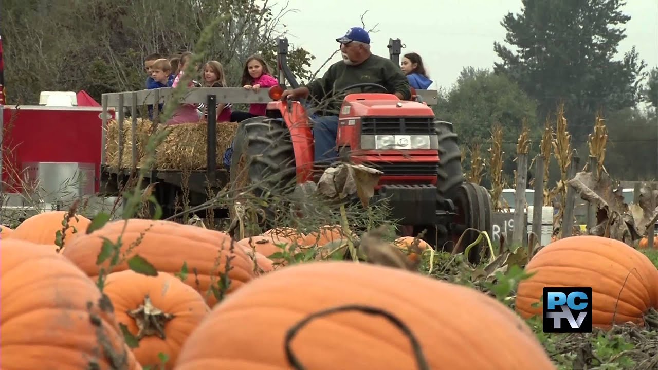 Meet the Farmer: the modern-day pumpkin patch