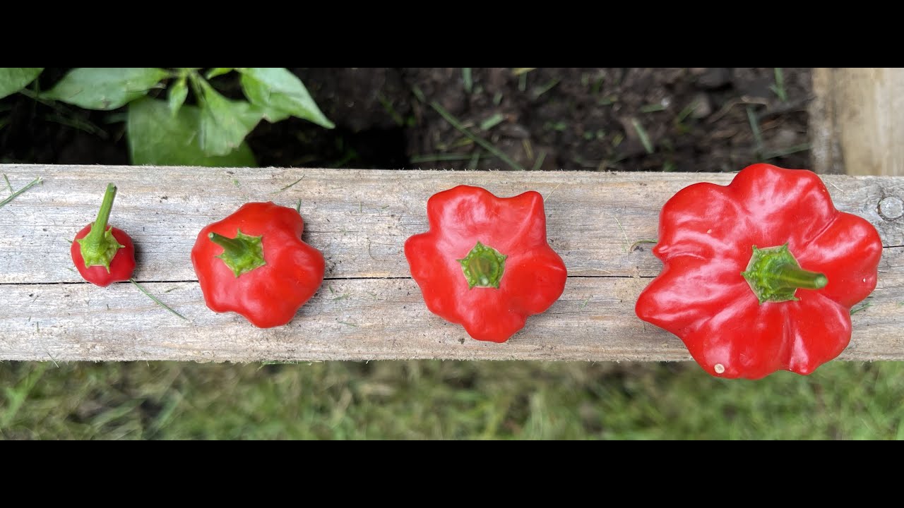 UP CLOSE - Brazilian Starfish hot pepper