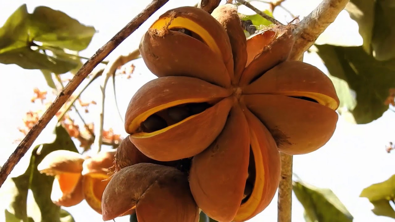 MANDUVI frutos (STERCULIA APETALA) AMENDOIM-DE-BUGRE, PASSO A PASSO CLICAR NO LINK DO FINAL DO V&Iacute;DEO