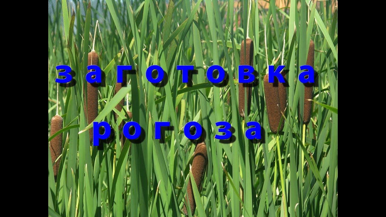 заготовка рогоза