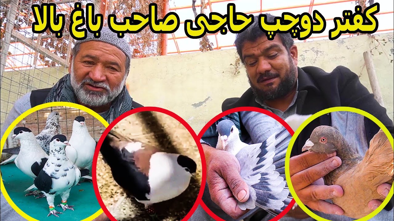 کفتر دوچپ حاجی صاحب باغبالا ❤/ شوق لالا قادر و شاه حسین!