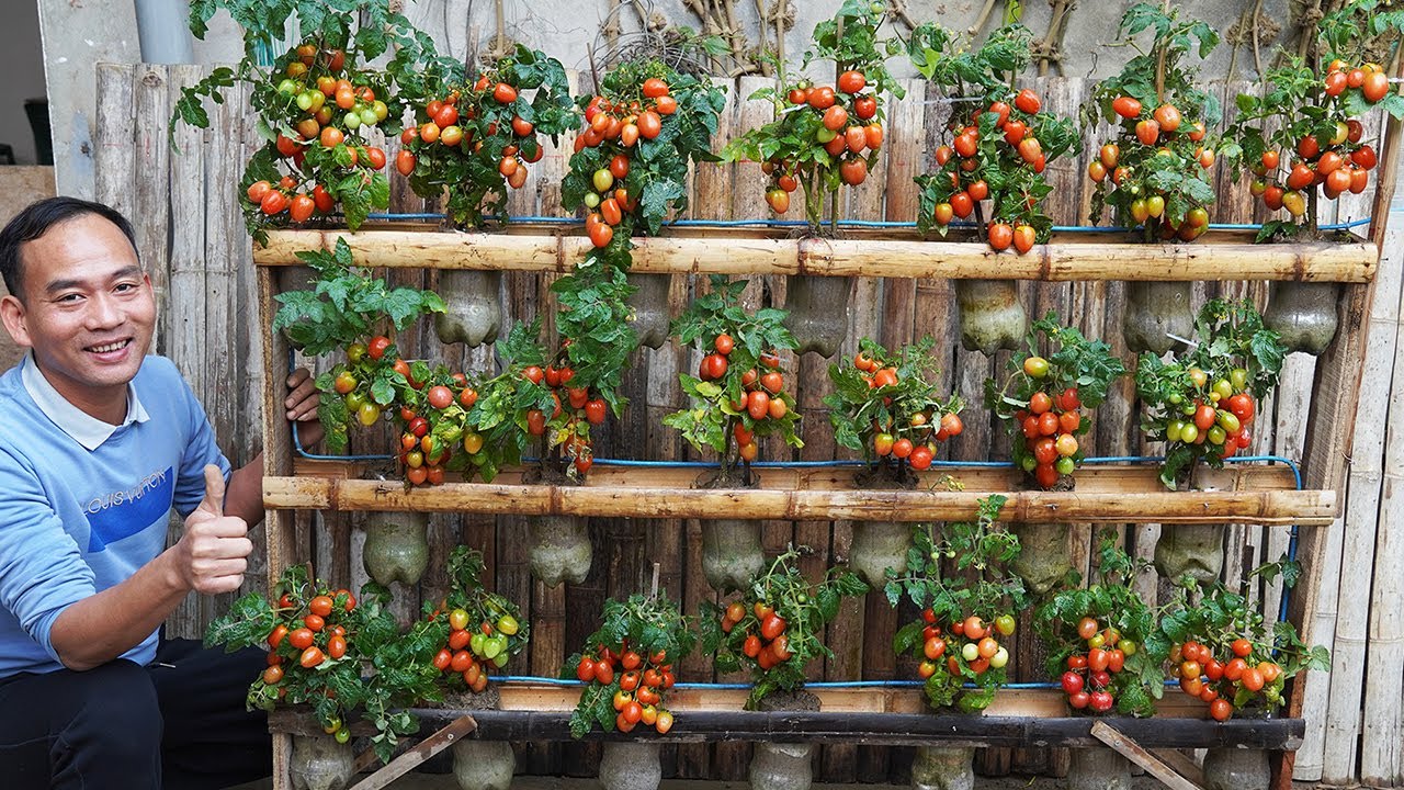Secret To Growing Vertical Garden Tomatoes, No Garden Needed But High Yield!