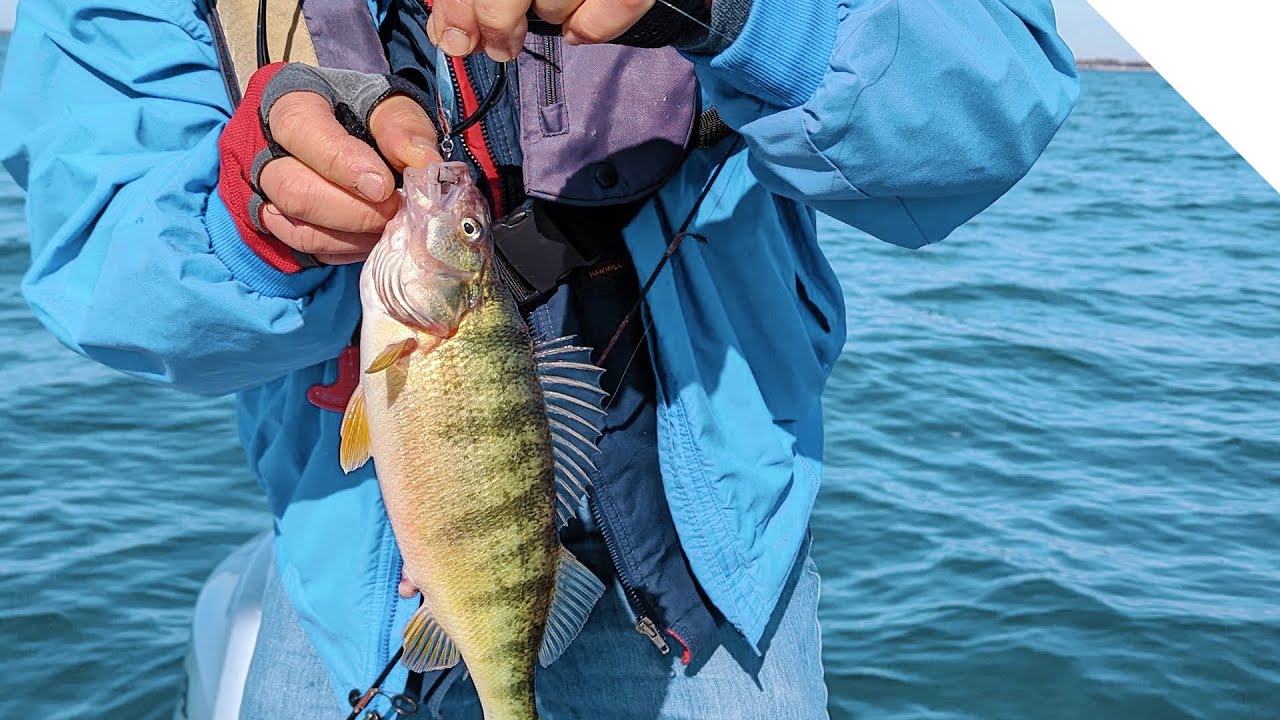 Peanut Bunker Perch! Peach jigging tips
