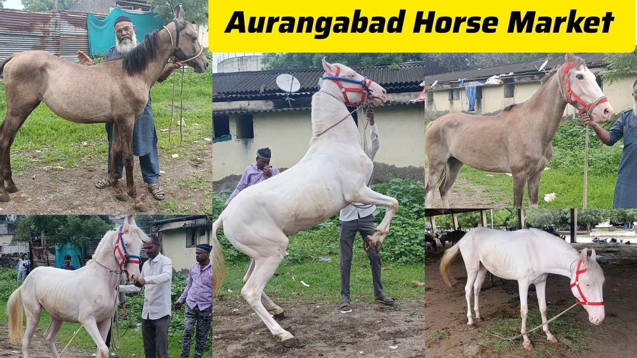 Horse Market Aurangabad Maharashtra 2025