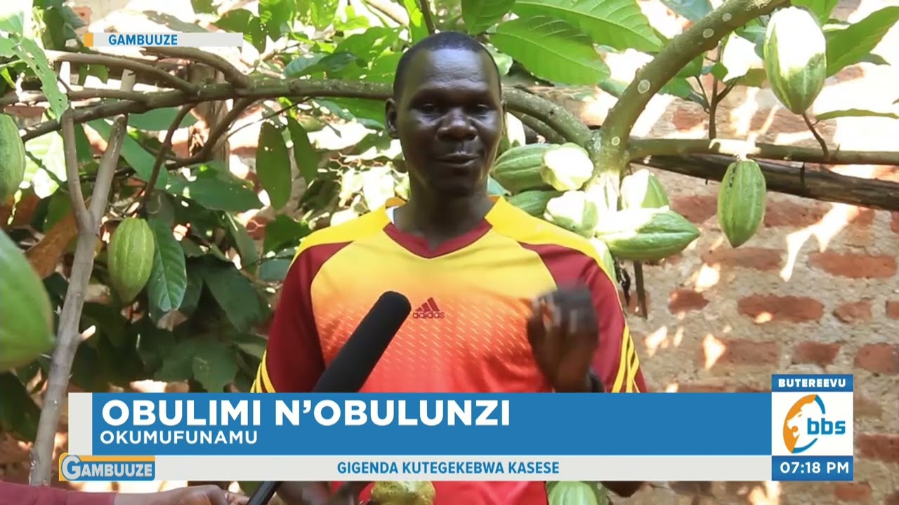 Okulima Cocoa, Biibino Byolina Okugoberera Okumufunamu  #ObulimiNobulunzi