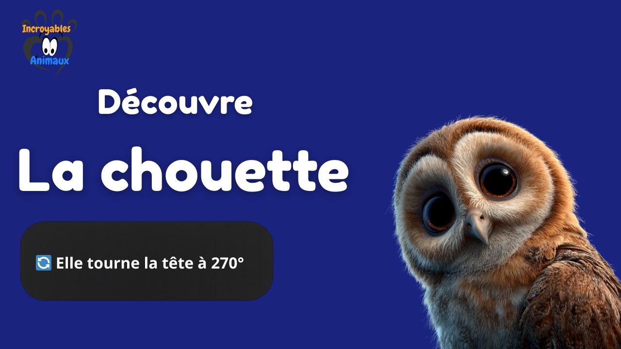 La CHOUETTE tourne sa tête à 270 degrés ?! 🦉 Secrets Incroyables (Animaux d'Europe)
