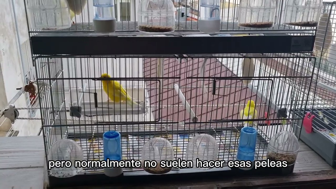 Hembras y machos, separados o juntos