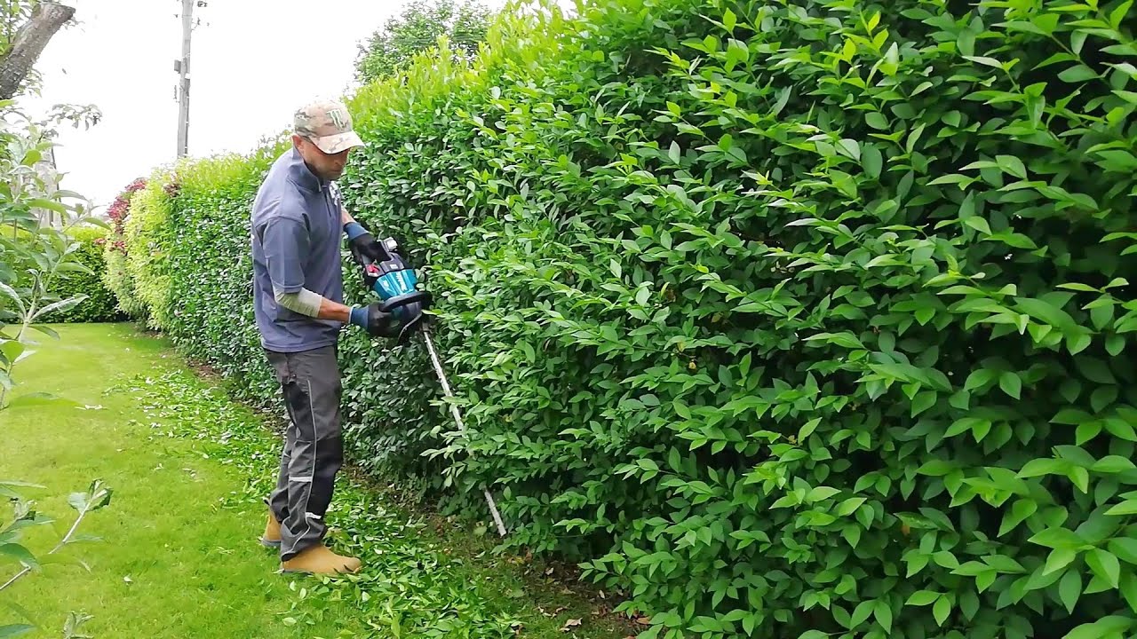 Quick Easy TRIM For Two Young Privet HEDGES