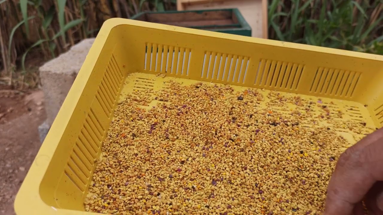 بعض النصائح عند جمع حبوب اللقاح