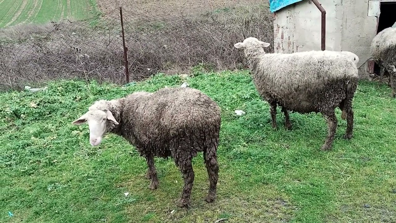 Evet Tekirdağ Çerkezköy çor ziyarete care