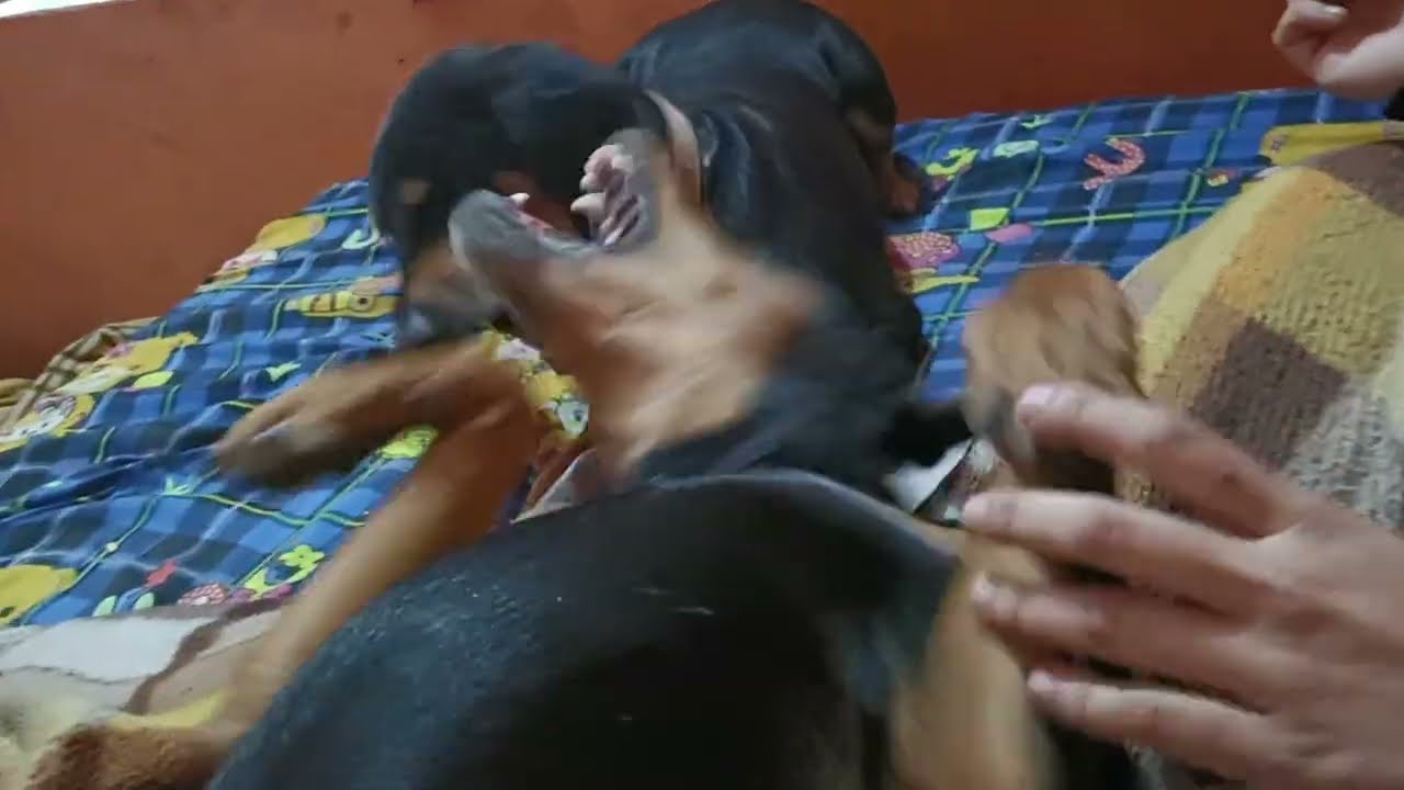 हम इस घर के मालिक हैं 😂#dogilover 🐕#dogvideos 🐕🐶#petdog