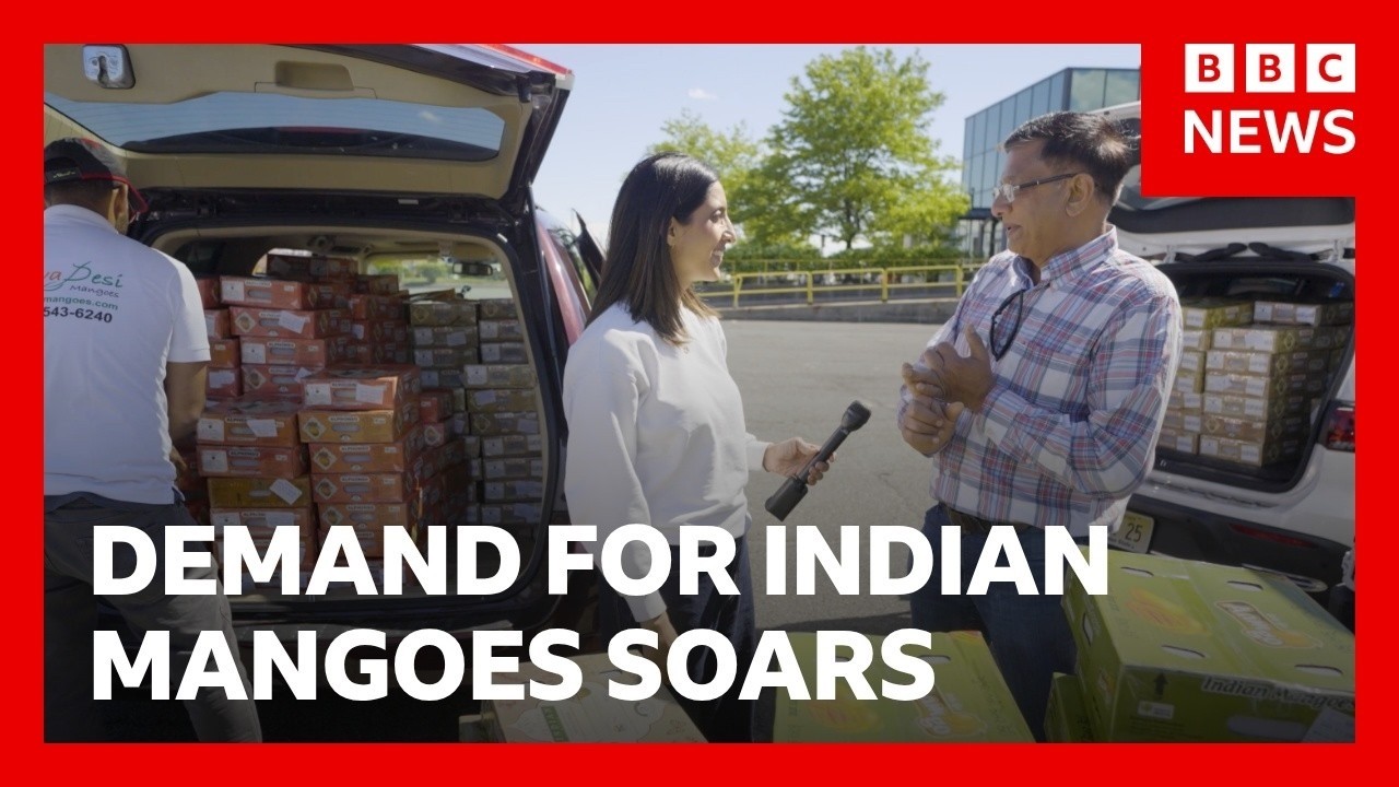 Demand for Indian mangoes soar as cargo fees rise | BBC News