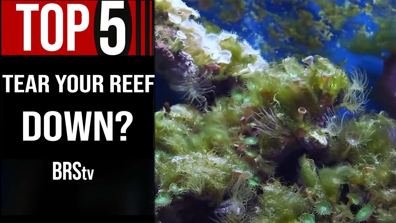 Top 5 Reasons You Should... Tear Down Your Reef Tank?