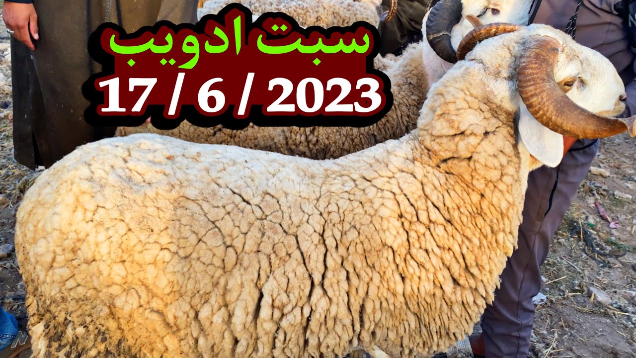من سوق الاسبوعي السبت ادويب المواشي قليلة في رحبة وثمن حولي المتوسطة والكبيرة لعيد الاضحى ب17|6|2023